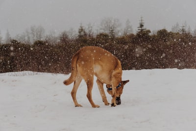 雪面上的棕色动物